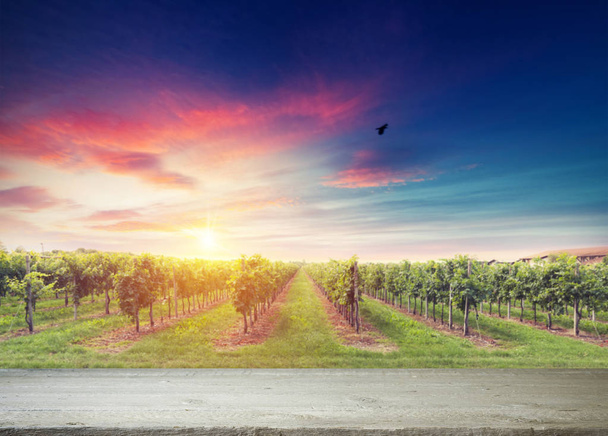 Vino tinto con barril en viñedo verde Toscana, Italia - Foto, Imagen
