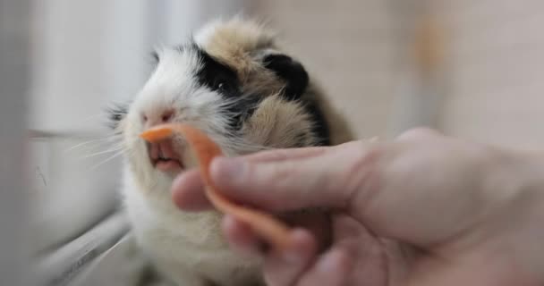 Guinea pig eating carrots - Séquence, vidéo