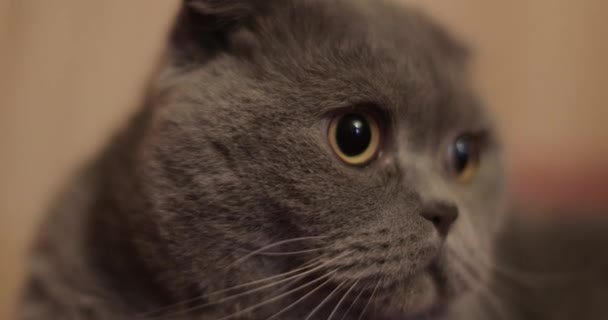 British shorthair cat close-up - Materiał filmowy, wideo