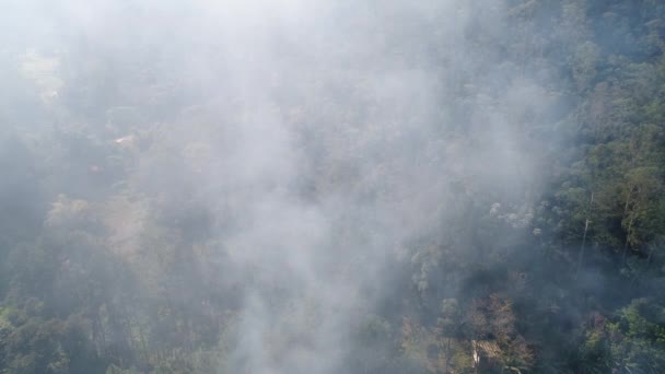 Incendio forestal - Árbol ardiente aéreo
 - Metraje, vídeo