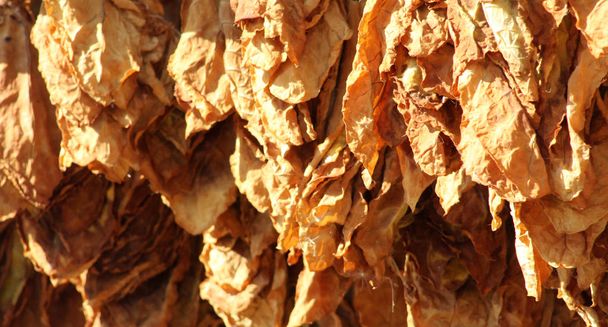 Tobacco leaves drying on the morning sun - Photo, Image