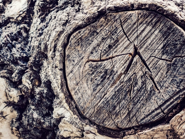 Texture old tree wood, annual growth ring - Φωτογραφία, εικόνα
