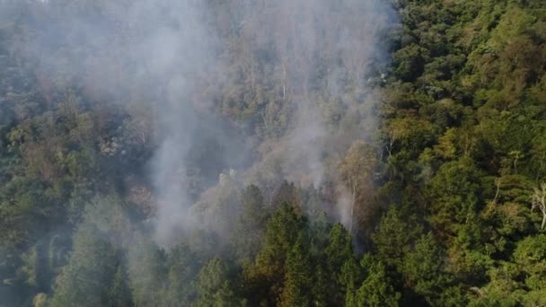 Forest Fire - égő fa antenna - Felvétel, videó
