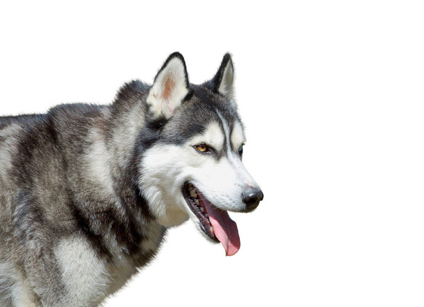 Portrét od husky psa na bílém pozadí - Fotografie, Obrázek