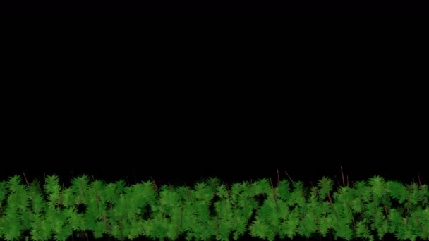 牧草地の 4 k の緑の草の葉の植物成長、風の草原草地スイング - 映像、動画