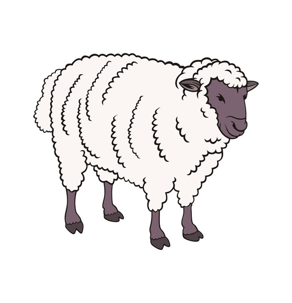 Vettore ovino
 - Vettoriali, immagini