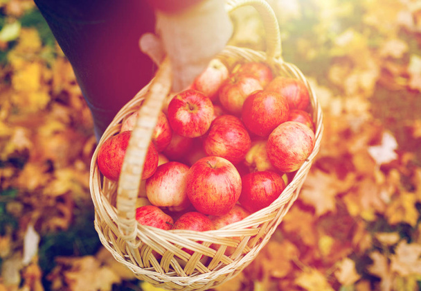 woman with basket of apples at autumn garden - 写真・画像