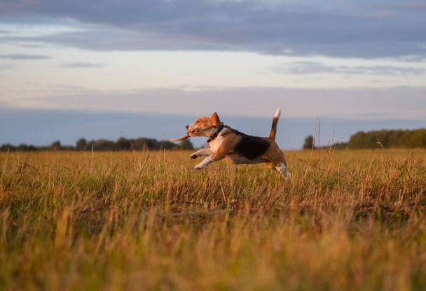 Etrafta dolanan ve günbatımında bir sopa ile oynarken beagle köpek - Fotoğraf, Görsel