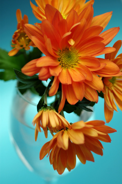 Оранжевый хризантем на синем фоне
 - Фото, изображение