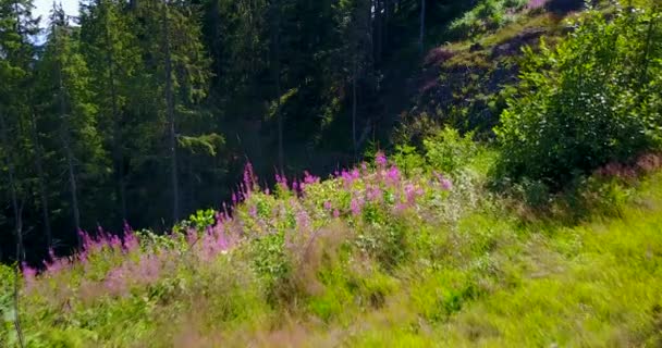 Weergave van een ravijn in het forest, zomer - Video