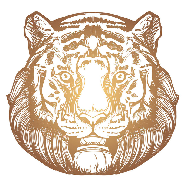 Muso di una tigre illustrazione
 - Vettoriali, immagini