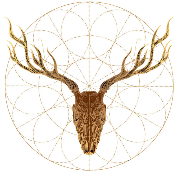 Sketch of deer skull - Vektori, kuva
