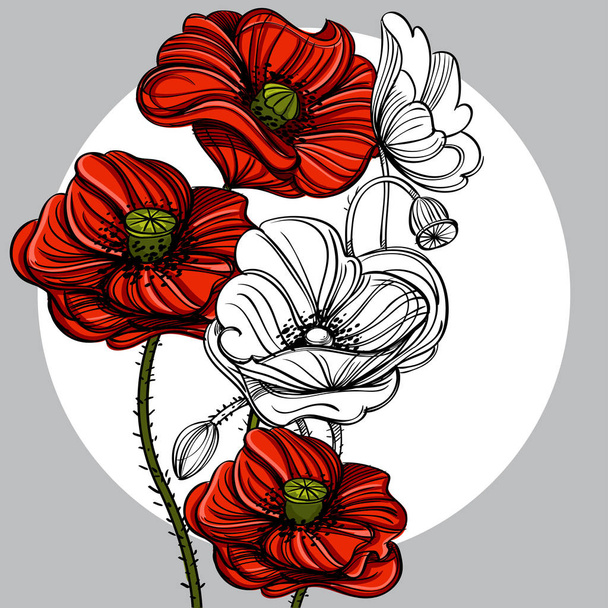 Hand drawn red poppies.  - Vetor, Imagem
