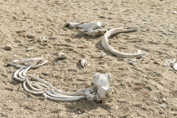 Θαλάσσιο ίππο οστά στην παραλία - Φωτογραφία, εικόνα