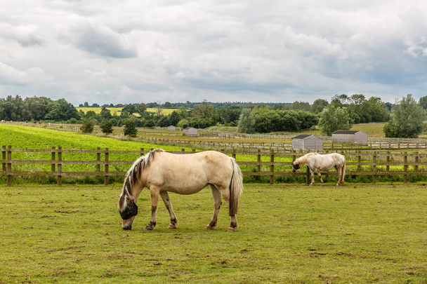 Dois pequenos cavalos brancos caminham em uma fazenda inglesa
 - Foto, Imagem