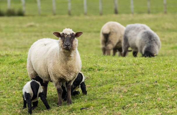 schapen en lammeren - Foto, afbeelding