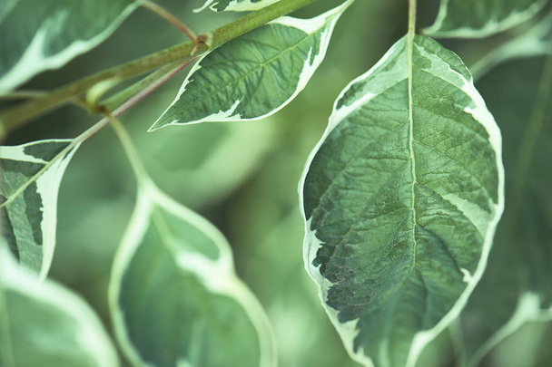 Hintergrund aus grünen Blättern mit weißem Rand - Foto, Bild
