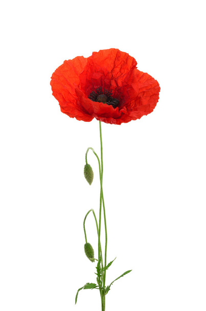 Poppy flower isolated without shadow - Photo, Image
