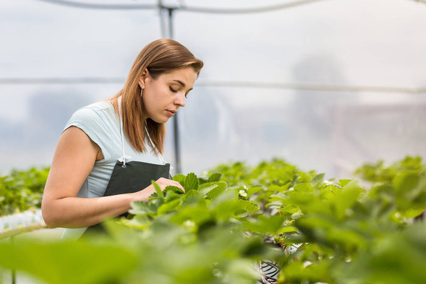 Strawberry growers with harvest,Agricultural engineer working in the greenhouse.Female greenhouse worker with box of strawberries,woman picking berrying on farm,strawberry crop concept - Foto, Imagen
