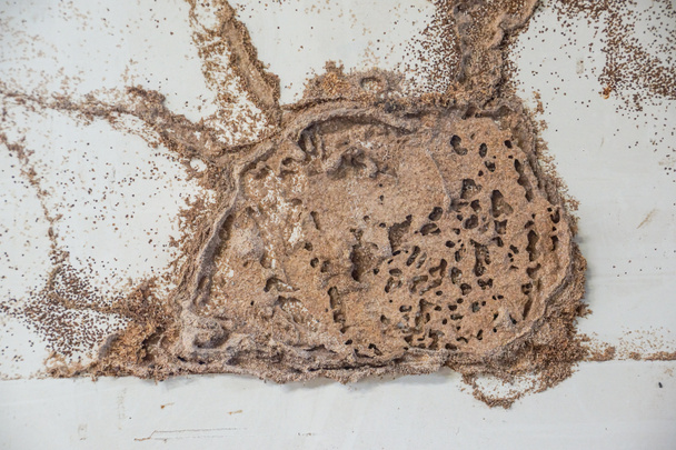 Проблема термита в доме
 - Фото, изображение