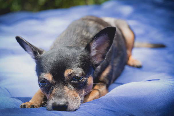 Pequeno cão chihuahua dormindo e descansar um pouco, cão dormindo e sonhando
. - Foto, Imagem