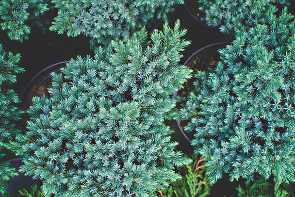 Green plant background - Foto, Imagem