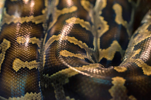 Snake skin pattern close up - Foto, imagen