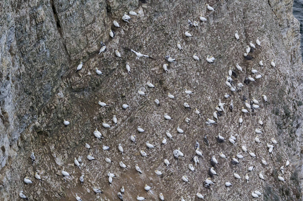 Grup yuvalama deniz kuşları - Fotoğraf, Görsel
