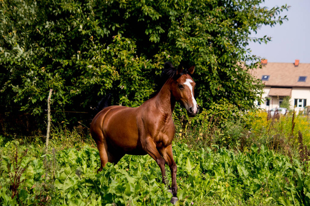 Bay arabian mare galloping at the pasture - Photo, Image