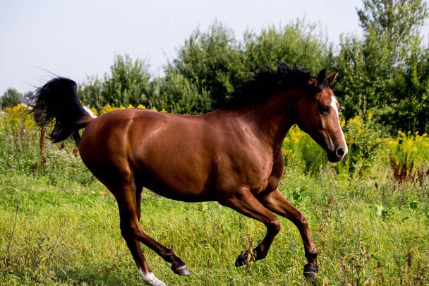 Bay arabian mare galloping at the pasture - Фото, изображение