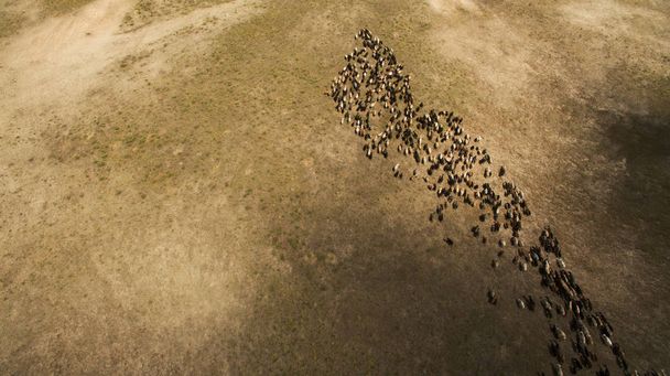 Wilde schapen lopen in het veld - Foto, afbeelding