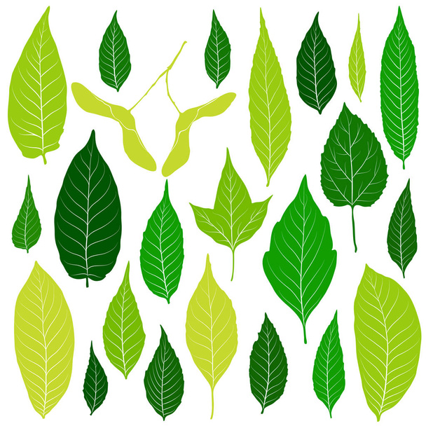 Vihreät lehdet asetettu valkoinen tausta vektori
 - Vektori, kuva