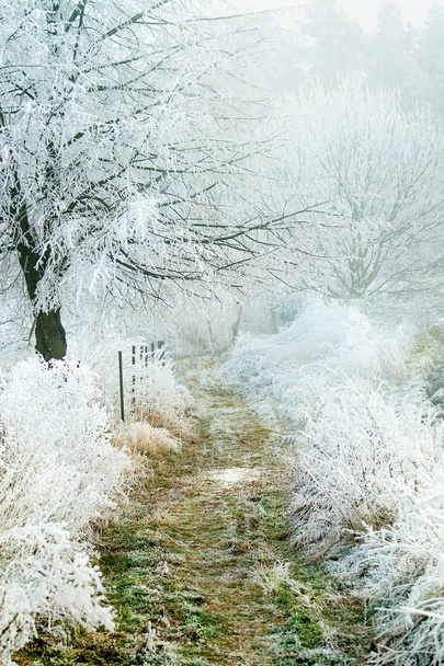 Frozen winter forest path - Zdjęcie, obraz