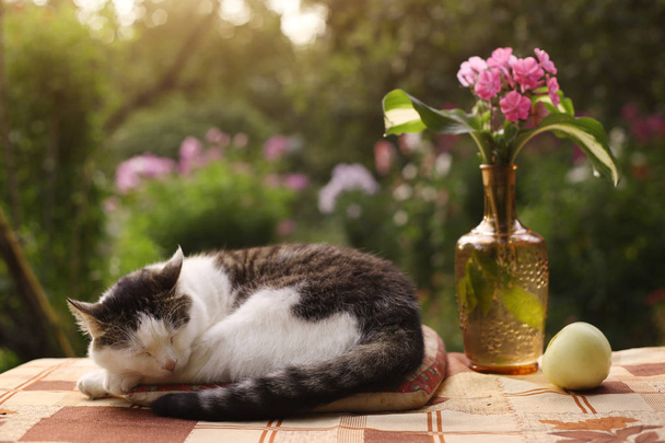 γάτα στον ύπνο ύπνου με λουλούδια Φλοξ σε βάζο - Φωτογραφία, εικόνα