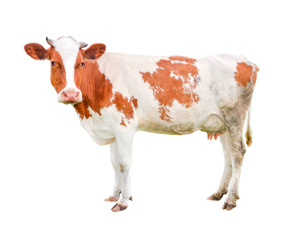 Красивая молодая корова, изолированная на белом и скрывающаяся в камере
.  - Фото, изображение