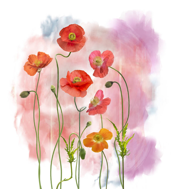 Poppy Flowers watercolor - Photo, Image
