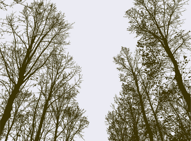 Trees alley in the autumn park - Vector, Image