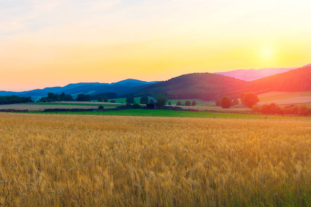 Пшеничне поле в горах на заході сонця
 - Фото, зображення