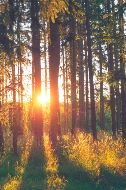 Wald mit Sonnenstrahlen - Foto, Bild