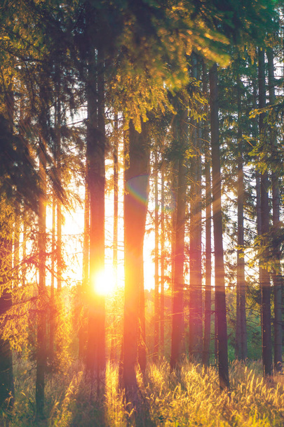 Foresta con raggi di sole - Foto, immagini