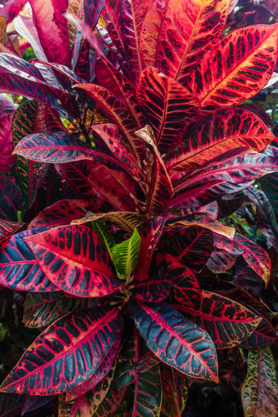 Tropická rostlina makro - Fotografie, Obrázek