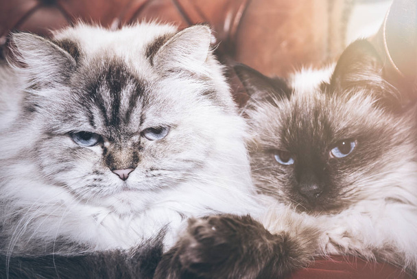 дві блакитні очні кішки на кріслі
 - Фото, зображення