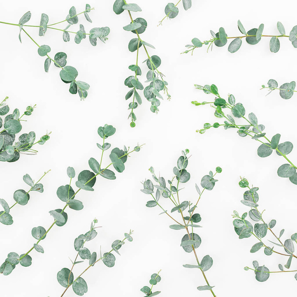 Eukalyptuszweige isoliert auf weiß  - Foto, Bild