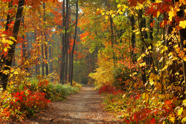Colores del otoño
 - Foto, Imagen