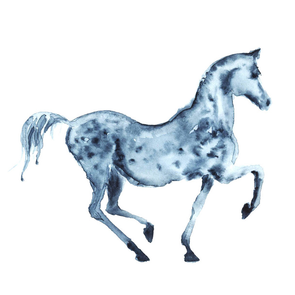 Watercolor hand painting arabian dapple grey horse. - 写真・画像