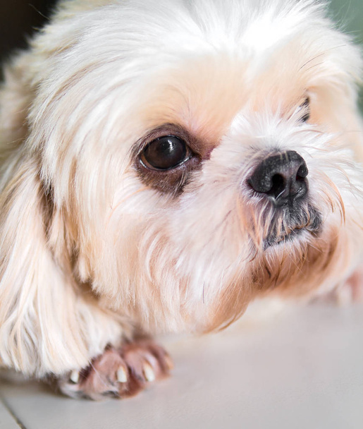 Собака Ши-Цзы с красивой внешностью
. - Фото, изображение
