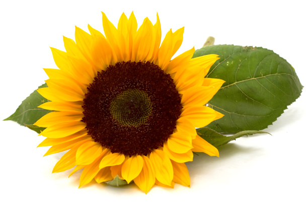 Sonnenblume - Foto, Bild