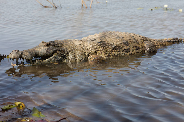 Szent krokodil, Burkina Faso - Fotó, kép