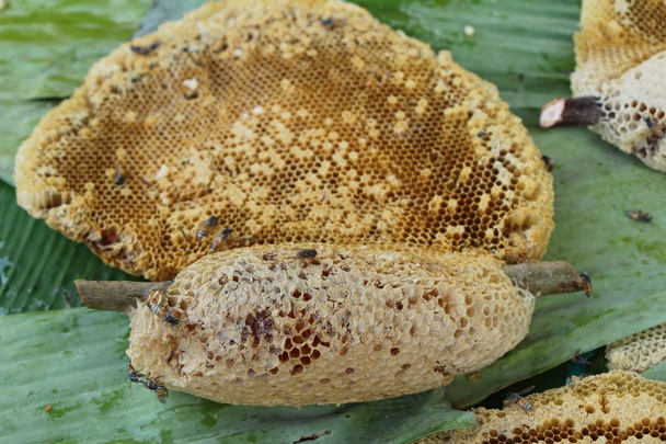 golden honeycomb in the honey - Foto, afbeelding