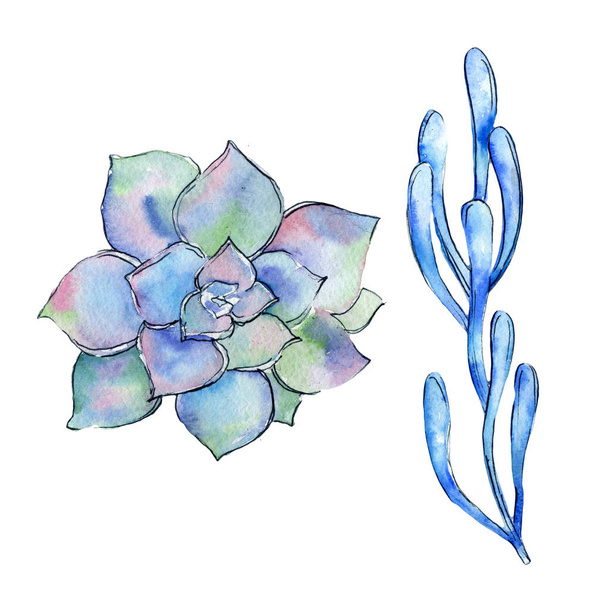 Tropical cactus leaves in a watercolor style isolated. - Photo, Image